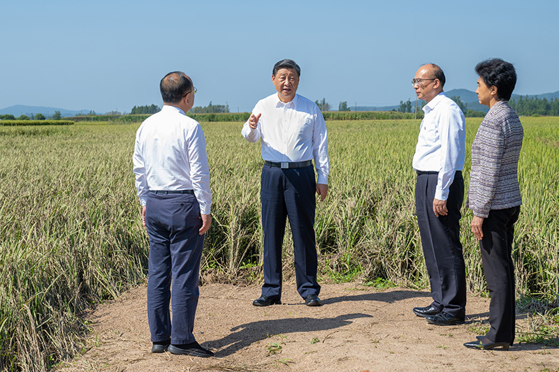 9月6日至8日，中共中央總書記、國家主席、中央軍委主席習(xí)近平在黑龍江考察。這是7日上午，習(xí)近平在遭受洪澇災(zāi)害的哈爾濱尚志市老街基鄉(xiāng)龍王廟村，察看水稻受災(zāi)情況。